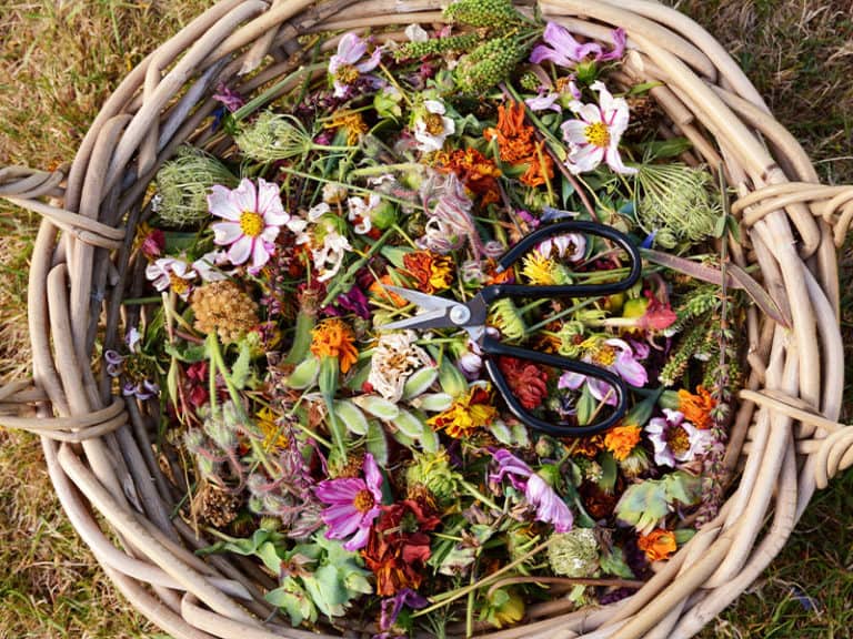 Deadheading Flowers Comprehensive Guide For The Best Blooms