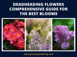 Deadheading Flowers