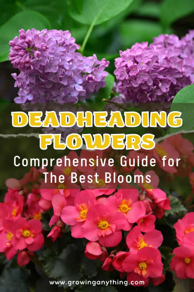 Deadheading Flowers