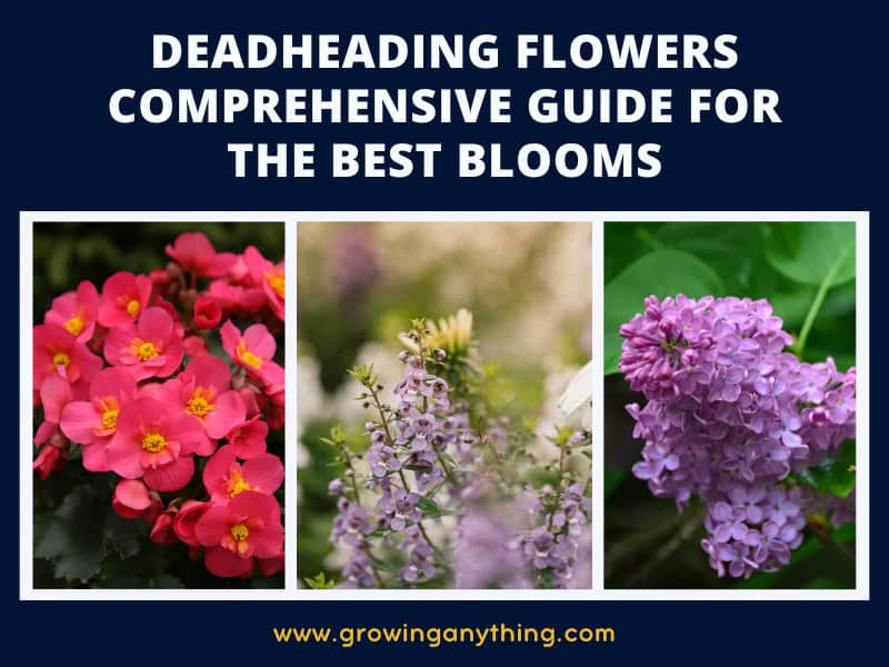 Deadheading Flowers Comprehensive Guide For The Best Blooms
