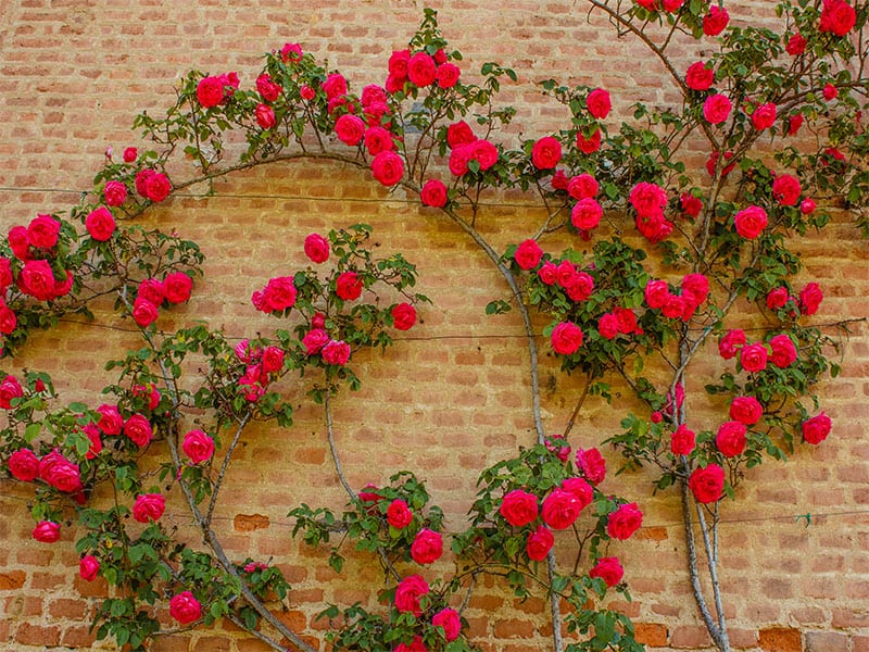 Explosion blooming coloured roses