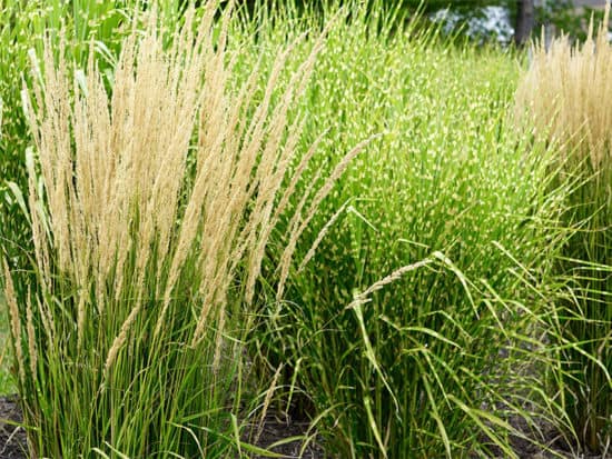 Feather zebra grass