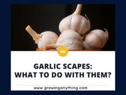 Garlic Scapes