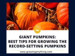 Giant Pumpkins