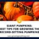 Giant Pumpkins