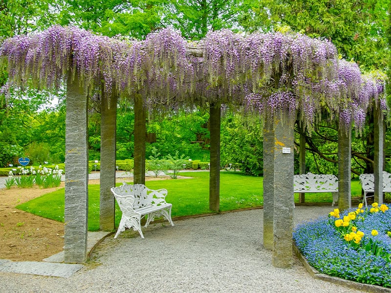 Grow Wisteria Over the Pergola