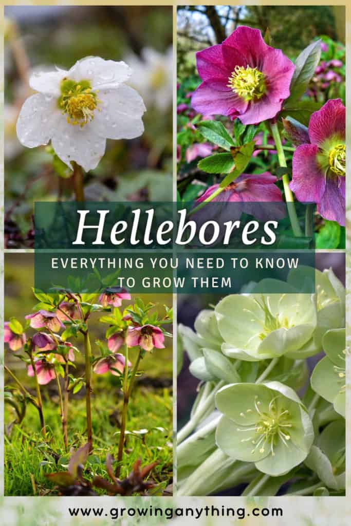 Growing Hellebores