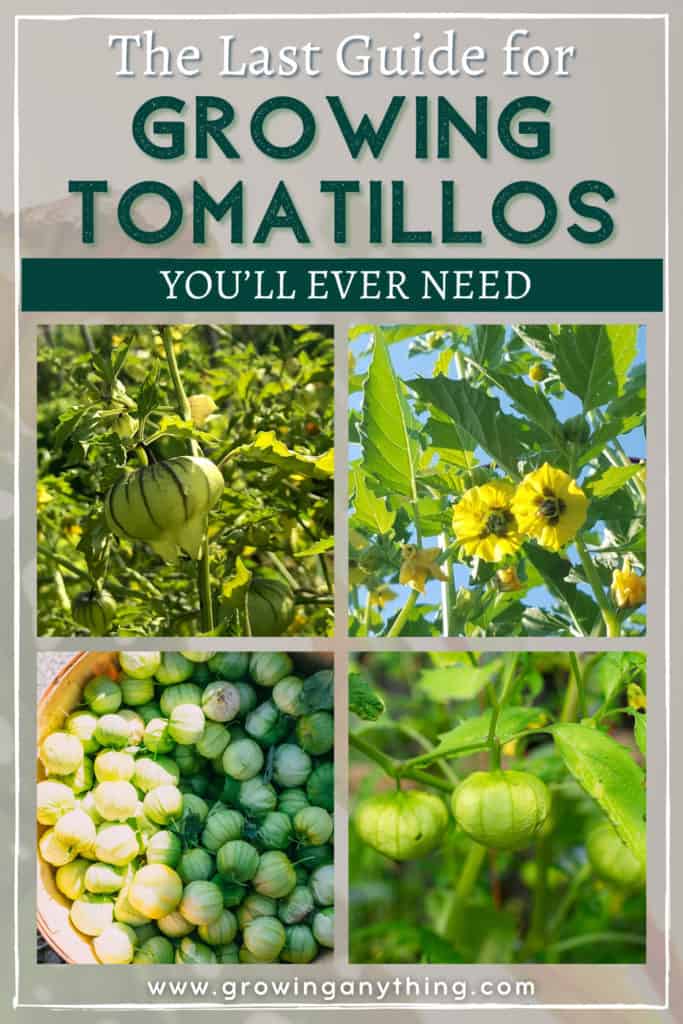 Growing Tomatillos