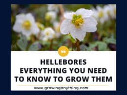 Hellebores Growing