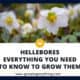 Hellebores Growing