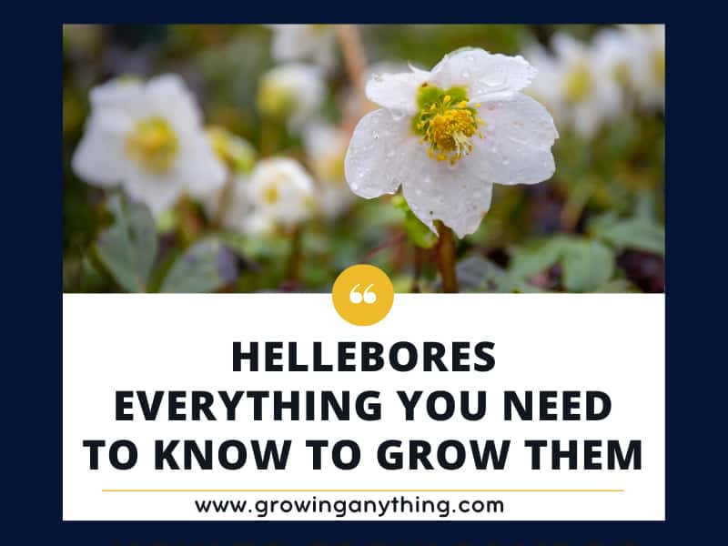 Hellebores Everything you Need to Know to Grow Them