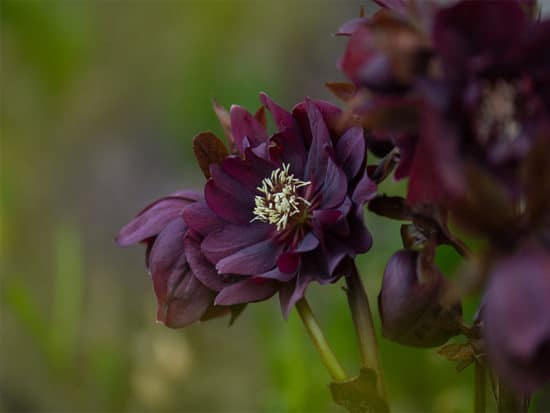 Helleborus double ellen bloom