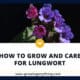 How To Grow And Care For Lungwort