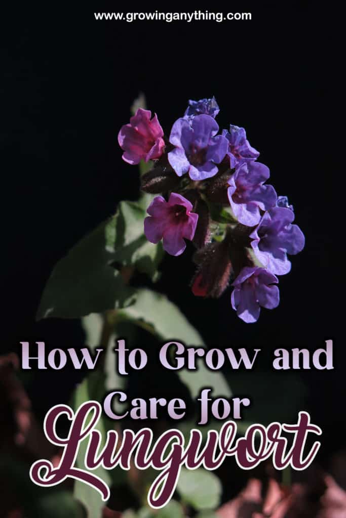 How To Grow And Care For Lungwort