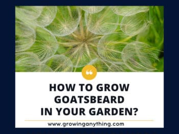 How To Grow Goatsbeard