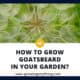 How To Grow Goatsbeard