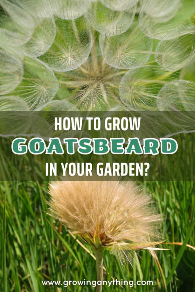 How To Grow Goatsbeard