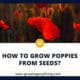 How To Grow Poppies From Seeds