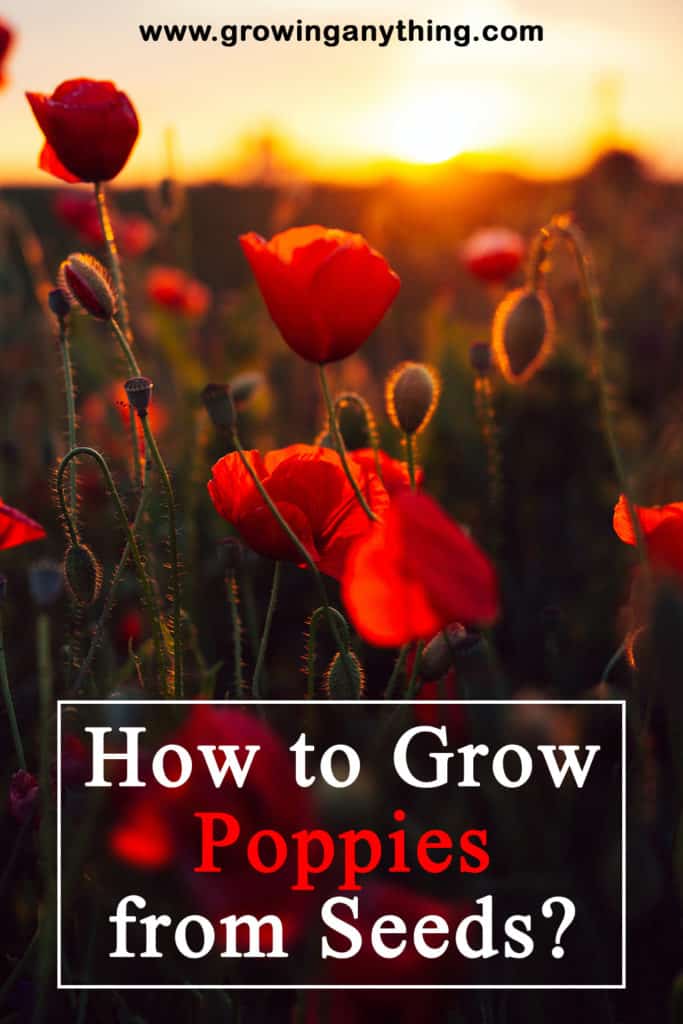 How To Grow Poppies From Seeds