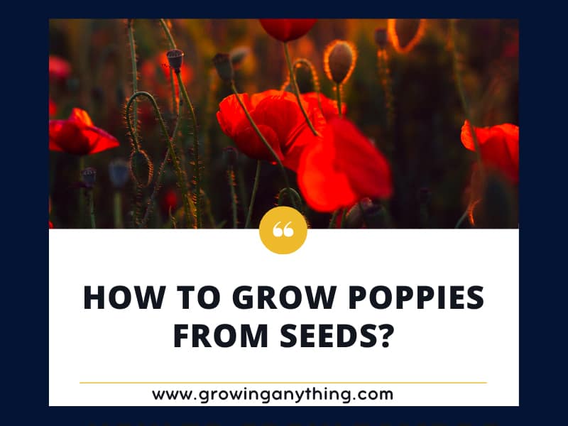 How to Grow Poppies from Seeds? The Ultimate Guide 2024
