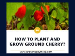 How To Plant And Grow Ground Cherry