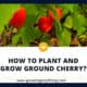 How To Plant And Grow Ground Cherry