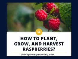 How To Plant Grow And Harvest Raspberries