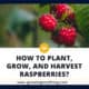 How To Plant Grow And Harvest Raspberries