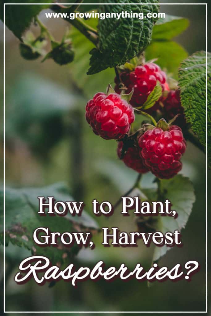 How To Plant Grow And Harvest Raspberries