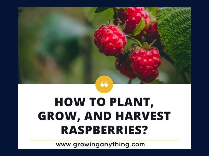 Grow, and Harvest Raspberries?,How to Plant, Grow, and Harvest