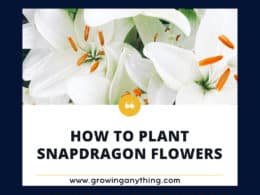 How To Plant Snapdragon Flowers