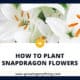 How To Plant Snapdragon Flowers