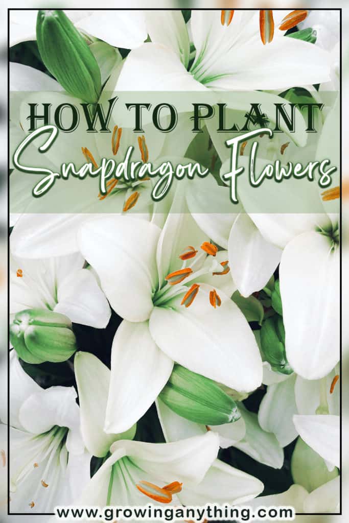 How To Plant Snapdragon Flowers