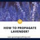 How To Propagate Lavender