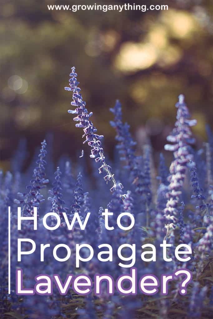 How To Propagate Lavender