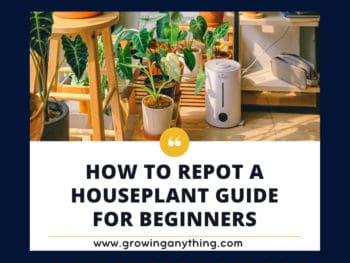 How To Repot A Houseplant