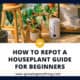 How To Repot a Houseplant