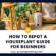 How To Repot A Houseplant