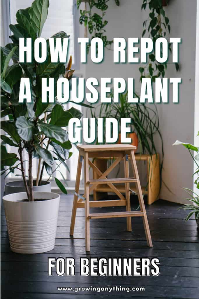 How To Repot A Houseplant