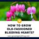 Old Fashioned Bleeding Hearts