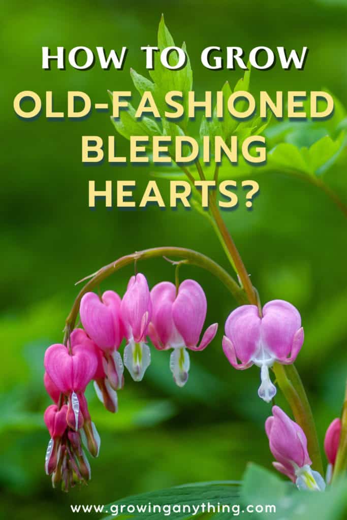 Old Fashioned Bleeding Hearts