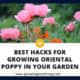 Oriental Poppy