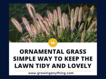 Ornamental Grass