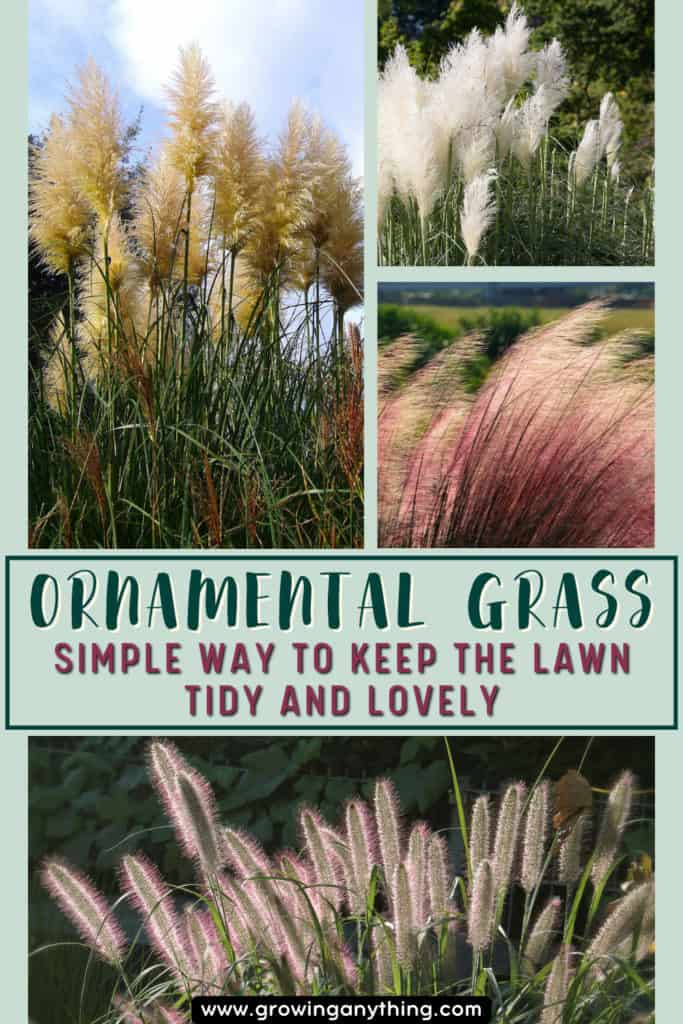 Ornamental Grass