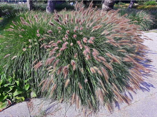 Ornamental plant pennisetum alopecuroides