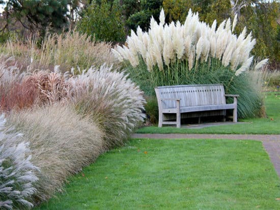 Various grasses pampas