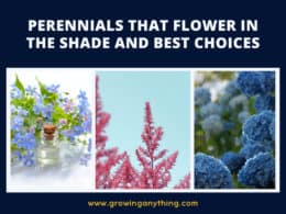 Perennials That Flower