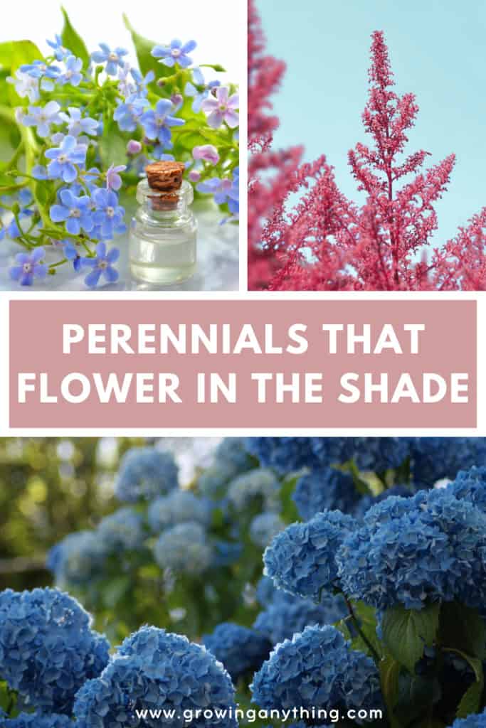 Perennials That Flower