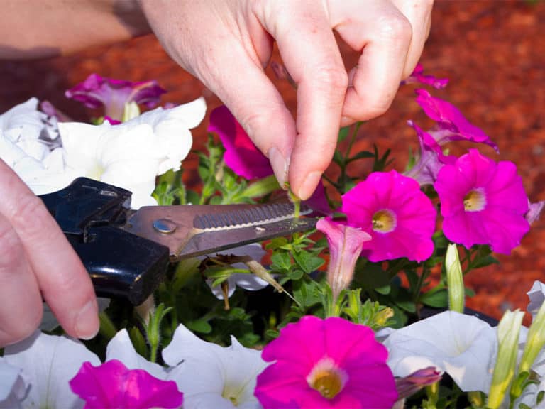 Deadheading Flowers Comprehensive Guide For The Best Blooms