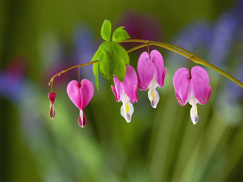 Pink white and yellow bleeding heart flowers in garden